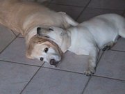 In a household pack of domestic dogs, the animals may sleep, eat, play, run, and attack according to pack rules.