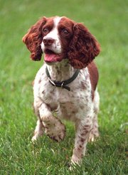 Spot Fetcher, U.S. President George W. Bush's dog (now deceased).