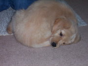 A Golden puppy chasing its tail.