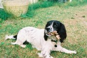 This Springer is enjoying a bone.