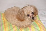 Apricot Toy Poodle