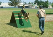 Training a retrieve in Schutzhund, a dog sport.
