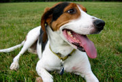 Tricolor Treeing Walker Coonhound