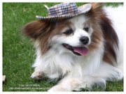 The Papillon is not the dainty breed that most suspect.