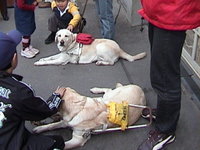 Labrador Retriever guide dogs resting.