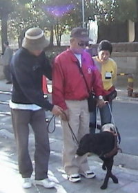 Guide dog training.