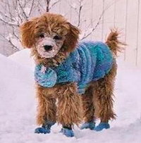 Small dogs such as this Poodle often need protection from extreme weather. Dog booties prevent ice balls from forming between dogs' toes.