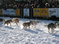 A team of sled dogs leave the Yukon Quest starting gate, Whitehorse, 2003.