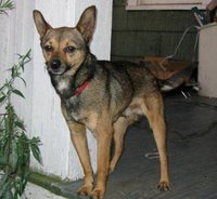 This small dog of unknown parentage may be part Chihuahua or Miniature Pinscher.