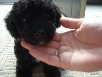 This half-Poodle, half-Maltese is a popular hybrid of the Maltese breed. This hybrid, commonly known as the Maltipoo, is bred for its good nature and companionship.