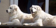 Two Kuvasz. The one on the left is displaying a typical watchful LGD pose.