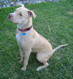 The American Pit Bull Terrier is one of several bull terrier breeds.