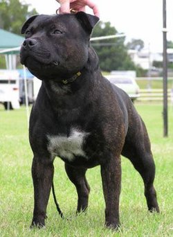 Brindle Male