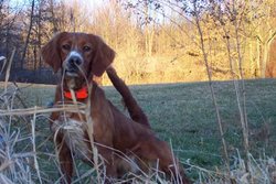 Red Setter