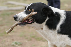Some dogs can be trained to retrieve