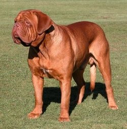 Male Dogue
