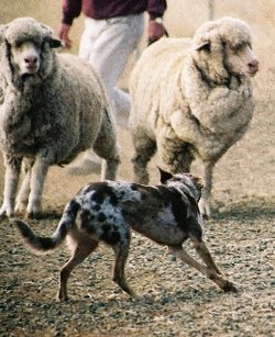 A Koolie working with sheep.