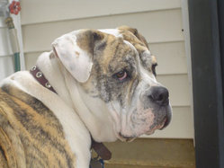 Brindle and white Olde English Bulldogge