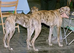 Two Galgos Españoles