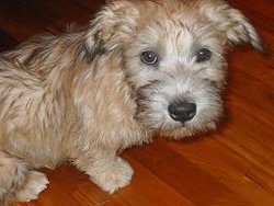 A Glen of Imaal Terrier