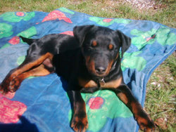 German Jagdterrier relaxing.