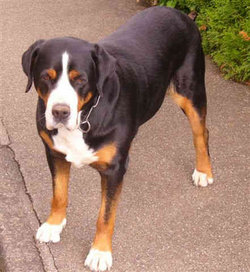 Greater Swiss Mountain Dog