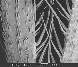 Retrorse barbs and trichomes on lemma.