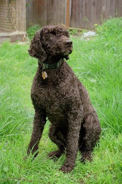 Irish Water Spaniel