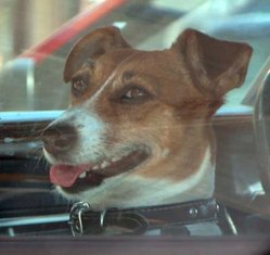 Jack Russell Terrier