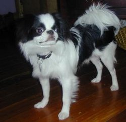 One-year-old Japanese ChinA fully mature Chin's coat is longer and fuller.