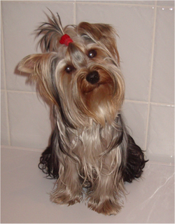 Adult Yorkshire Terrier.