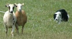 A Border Collie at work with goats.