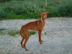 Pharaoh Hound