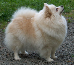 Creme Kleinspitz