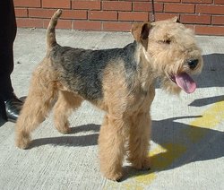 Black and tan Lakeland Terrier