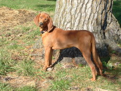 Redbone Coonhound