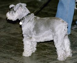 Miniature Schnauzer with silver coat.
