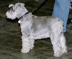 silver mini schnauzer