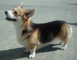 Black and tan Pembroke Welsh Corgi