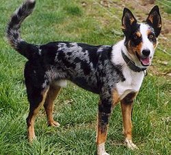 A short-coat tri-merle Koolie