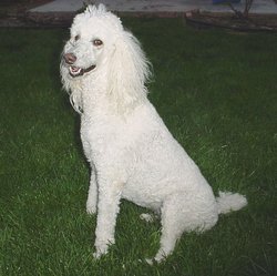 White Standard Poodle.