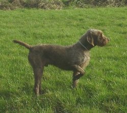 Pudelpointer pointing