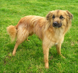 Smooth-faced Pyrenean Shepherd