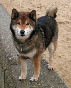 An adult Shiba Inu