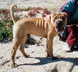 Adult Shar Pei.