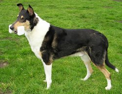 Tricolor Collie with training dumbbell.