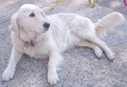 A light-coated Golden