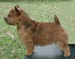 Norwich Terrier