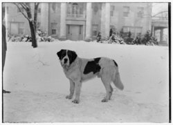 St. Bernard owned by Wilbur Wright