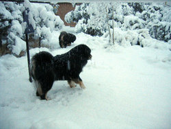 The Tibetan Mastiff can attain tremendous sizes.